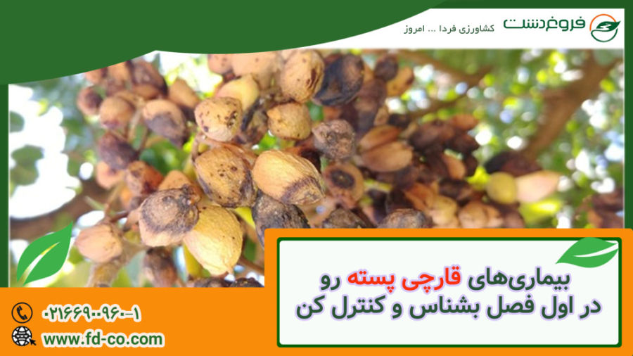 چطور بیماری های قارچی پسته رو شناسایی و درمان کنیم؟ فیل فندقی