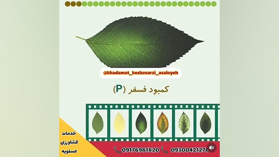 کمبود کلسیم ، فسفر، پتاسیم، منیزیم ، کلسیم ، گوگرد، بر، آهن ، رو ، منگنز ، پوسیدگی دندان