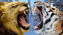 حیات وحش دوبله فارسی  شکاری نب...