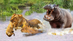 حیات وحش دوبله فارسی نبرد سنگی...