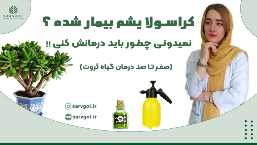 3 بیماری مهم کراسولا یشم و راه درمان آن کلونینگ درمانی