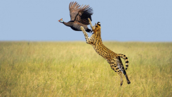 خارق العاده ترین شکار حیوانات...