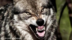 نبرد حیوانات حیات وحش  گرگ مقا...