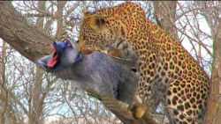 مستند حیات وحش  مبارزه بابون ه...