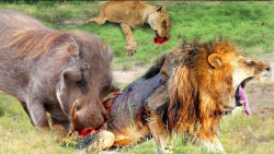 گراز در مقابل لئوپارد | نبرد ح...