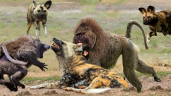 جنگ دیدنی بابون ها و سگ های وح...