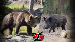 جنگ خرس و گراز وحشی  خرس قهوه...