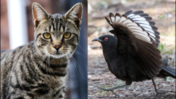 نبرد حیوانات وحشی ، حمله گربه...