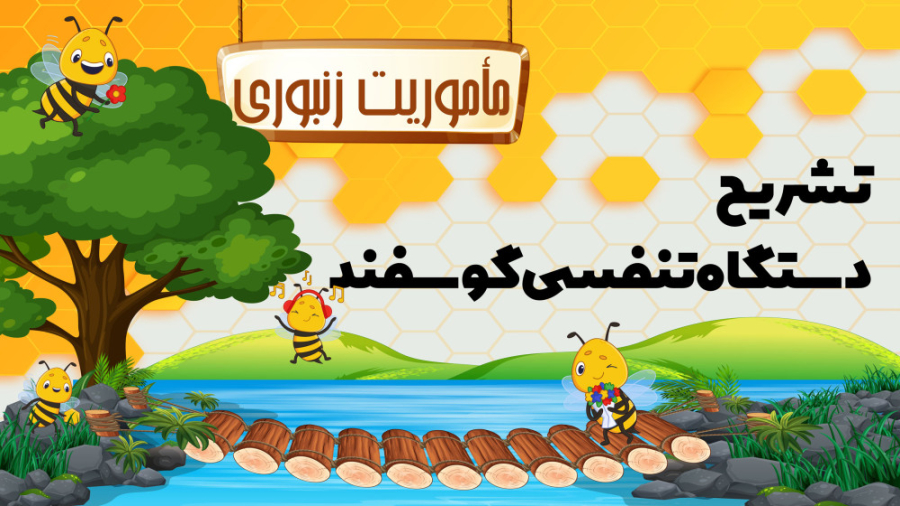 تشریح دستگاه تنفسی گوسفند کاشت ابرو