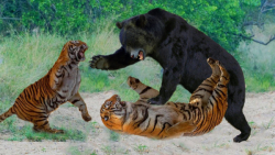 دنیای حیات وحش | مبارزه شدید ب...