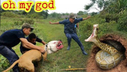 سگ پیتبول در مقابل 2 مار غول پ...