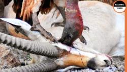 نبرد حیوانات وحشی ، کرکس خون غ...