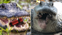 مستند حیوانات وحشی  تلفات حیوا...