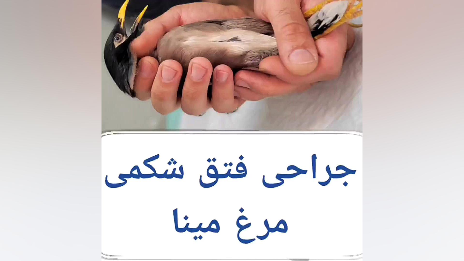 جراحی فتق شکمی مرغ مینا دکتر علی برهانی کیا