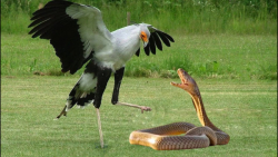 جنگ حواصیل با مار || شکار مار...