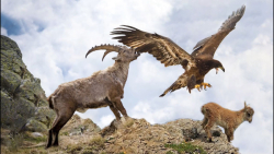 حیات وحش ، حمله عقاب برای شکار...