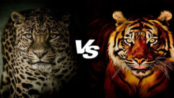 نبرد نادر شیر و ببر | چه کسی د...