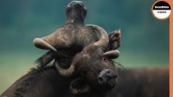 حیات وحش جهان  بوفالو هنگام مب...