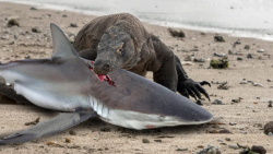 حیات وحش جهان | بلعیدن کوسه تو...