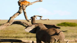 حمله حیوانات وحشی ، ترس شیر از...