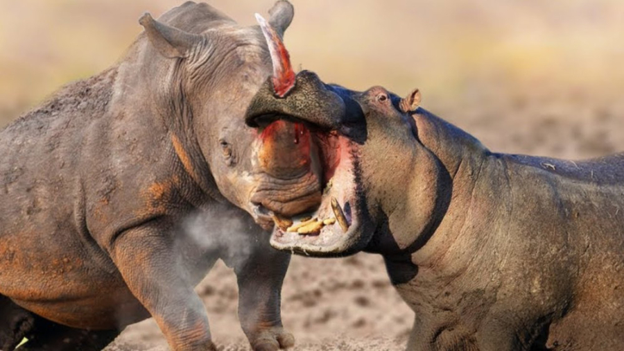 شاخ به شاخ شدن کرگدن ها ، جنگ...