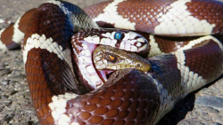 حیوانات حیات وحش  نبرد شگفت ان...