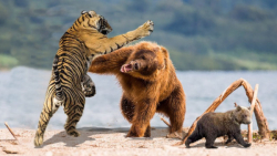 جنگ و نبرد شیرها با خرس های وح...