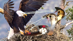 نبرد شگفت انگیز مار های سمی با...