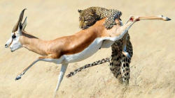 حیات وحش  حمله پلنگ از روی درخ...