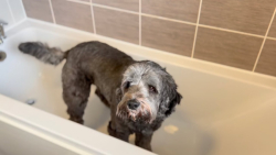 حمام کردن سگ  سگ لابرادودل