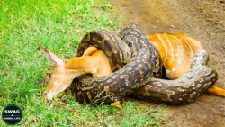 شکار آهو توسط مار پایتون  نبرد...