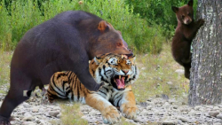 نبرد حیوانات وحشی  شکار حیوانا...