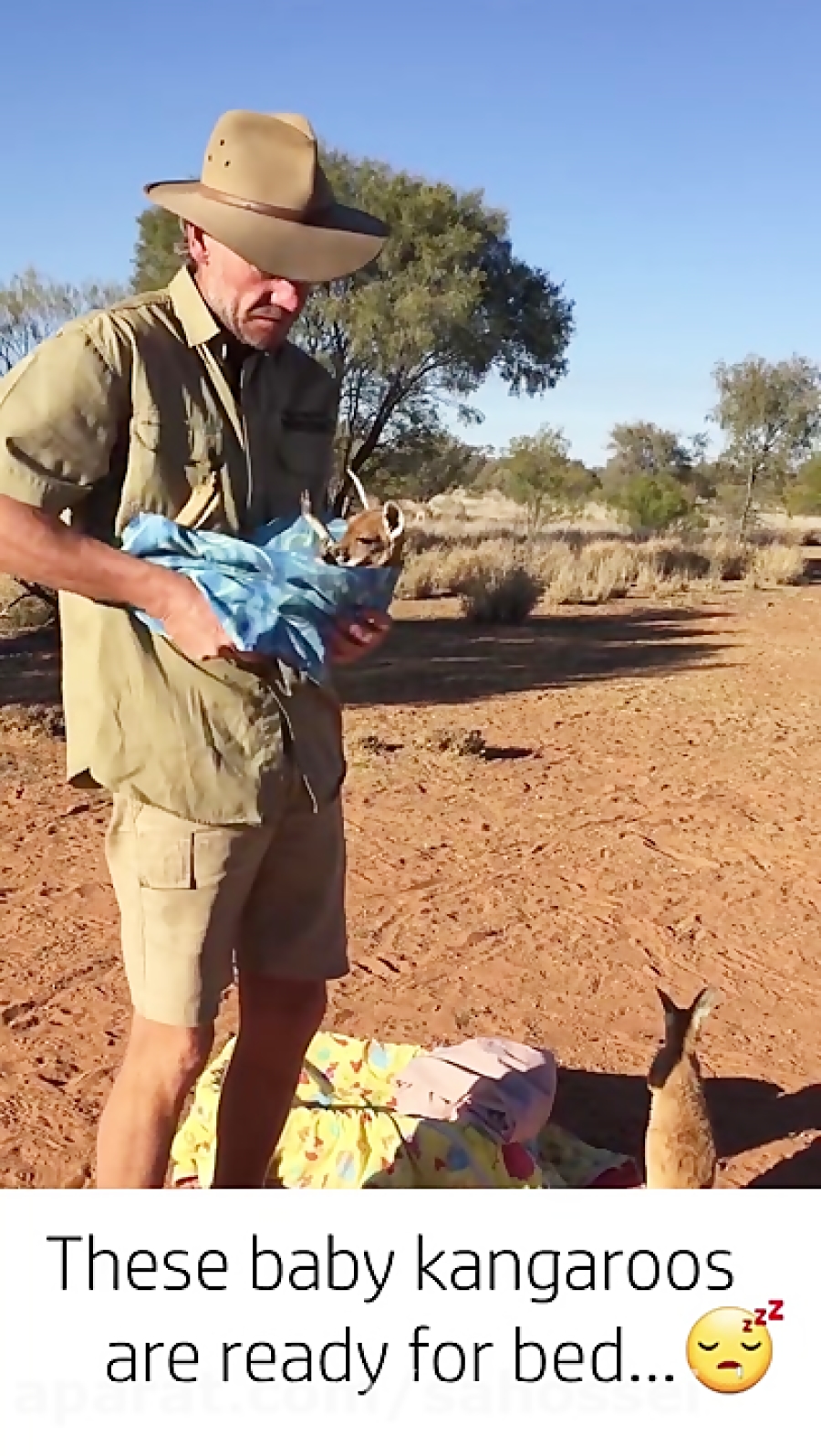 cute pictures of baby kangaroos pictures of baby tree kangaroos