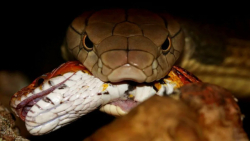 مستند حیوانات وحشی ، نبرد موش...