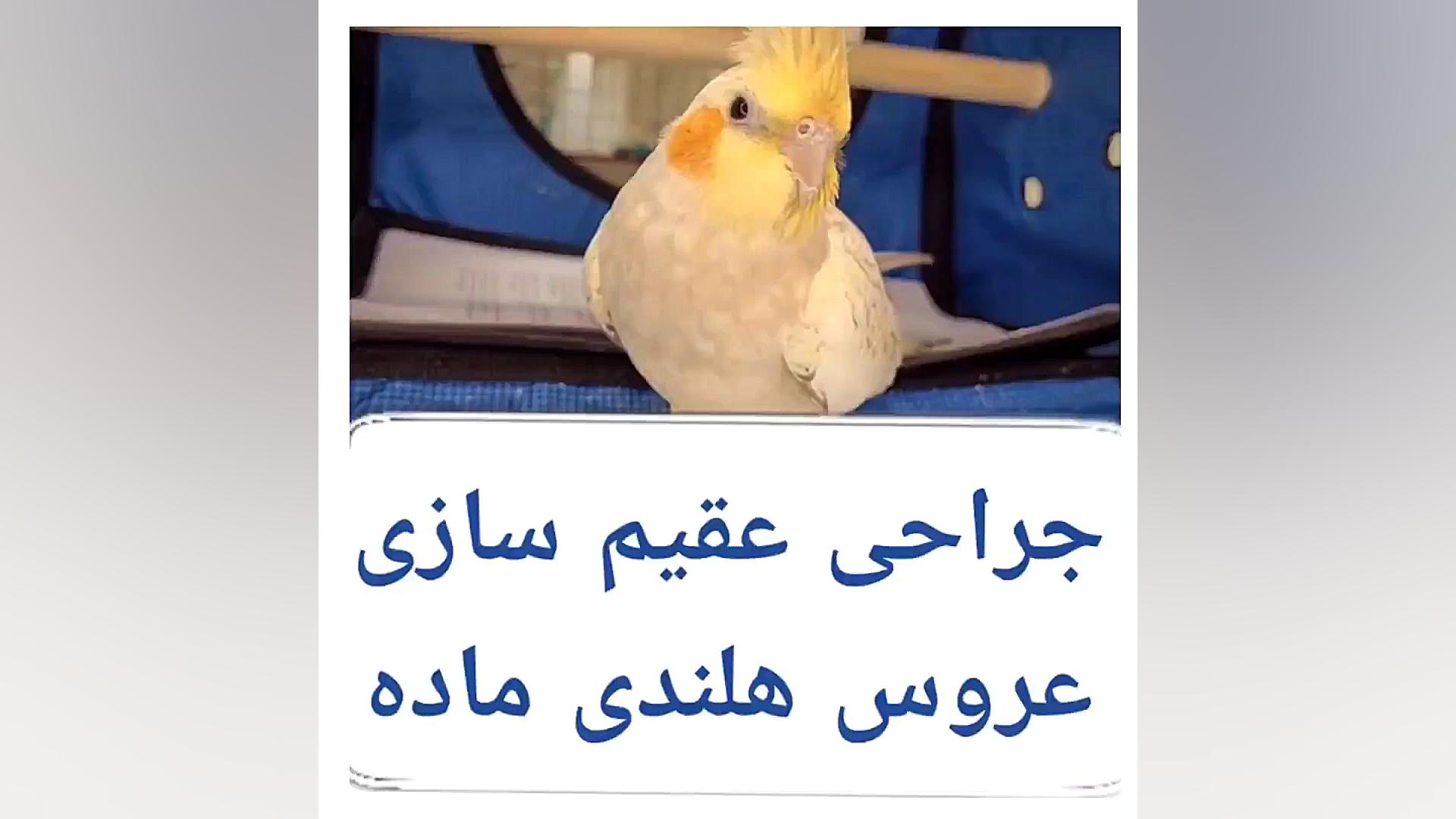 عقیم سازی عروس هلندی دکتر علی برهانی کیا