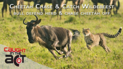 دنیای حیات وحش  شکار وایلدبیست...