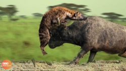 حیات وحش  مقاومت شدید بوفالو و...