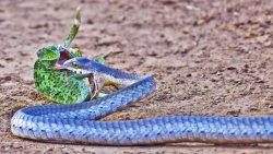 مبارزه آفتاب پرست با مار | جنگ...