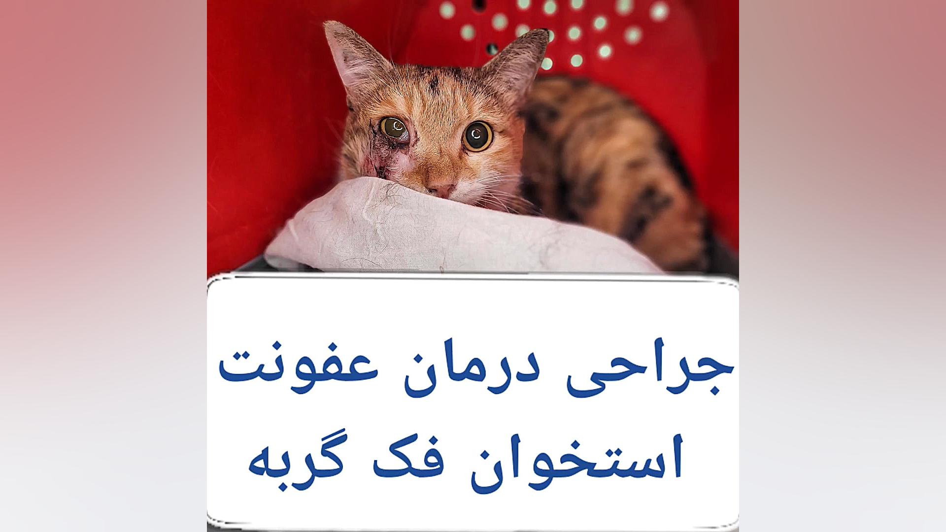 جراحی و درمان عفونت استخوانی فک گربه دکتر علی برهانی کیا