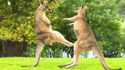 مبارزه کانگوروها بر سر جفت | ز...