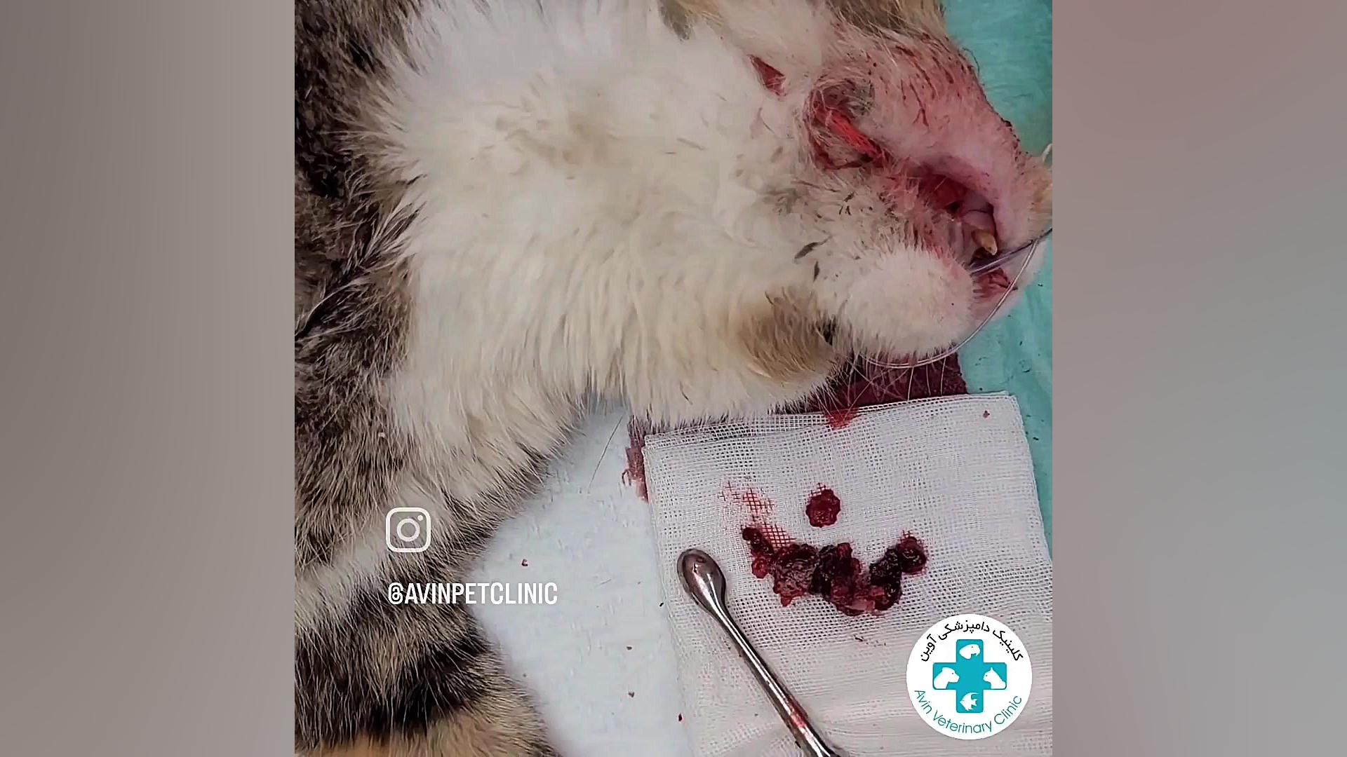 جراحی و درمان عفونت استخوانی فک گربه دکتر علی برهانی کیا