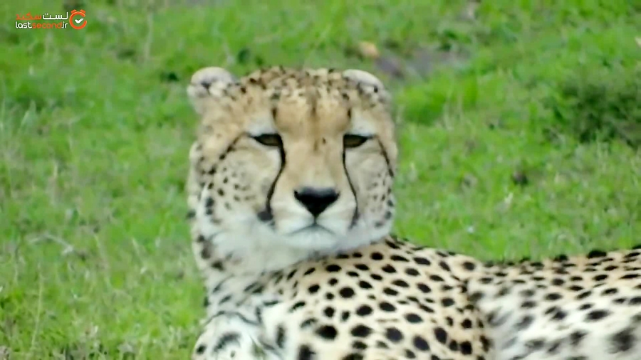 صدای یوز پلنگ