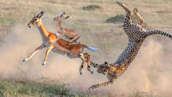 ایمپالا به طور معجزه آسایی از...