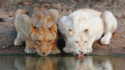 دنیای حیات وحش  شیر حمل ساعت ت...