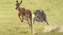 دنیای حیات وحشی  شکار با سرعت...