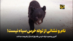 نام و نشانی از توله خرس سیاه نیست! نام و نشانی از توله خرس سیاه نیست!