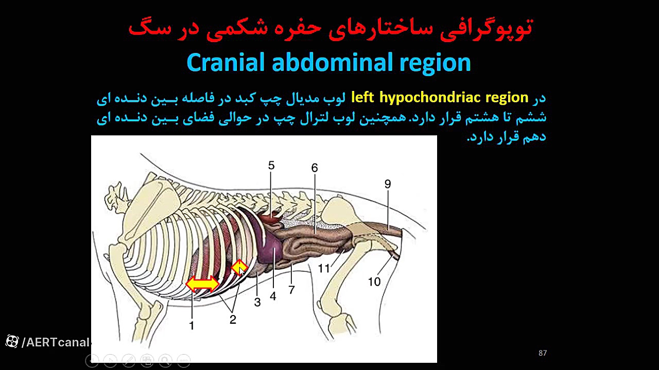 کلاس مجازی تئوری آناتومی توپوگرافیک دامپزشکی، حفره شکم و لگن، بخش دوم دندان مصنوعی