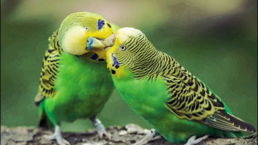 The voice of Budgerigar - صدای مرغ عشق دیوید بکهام