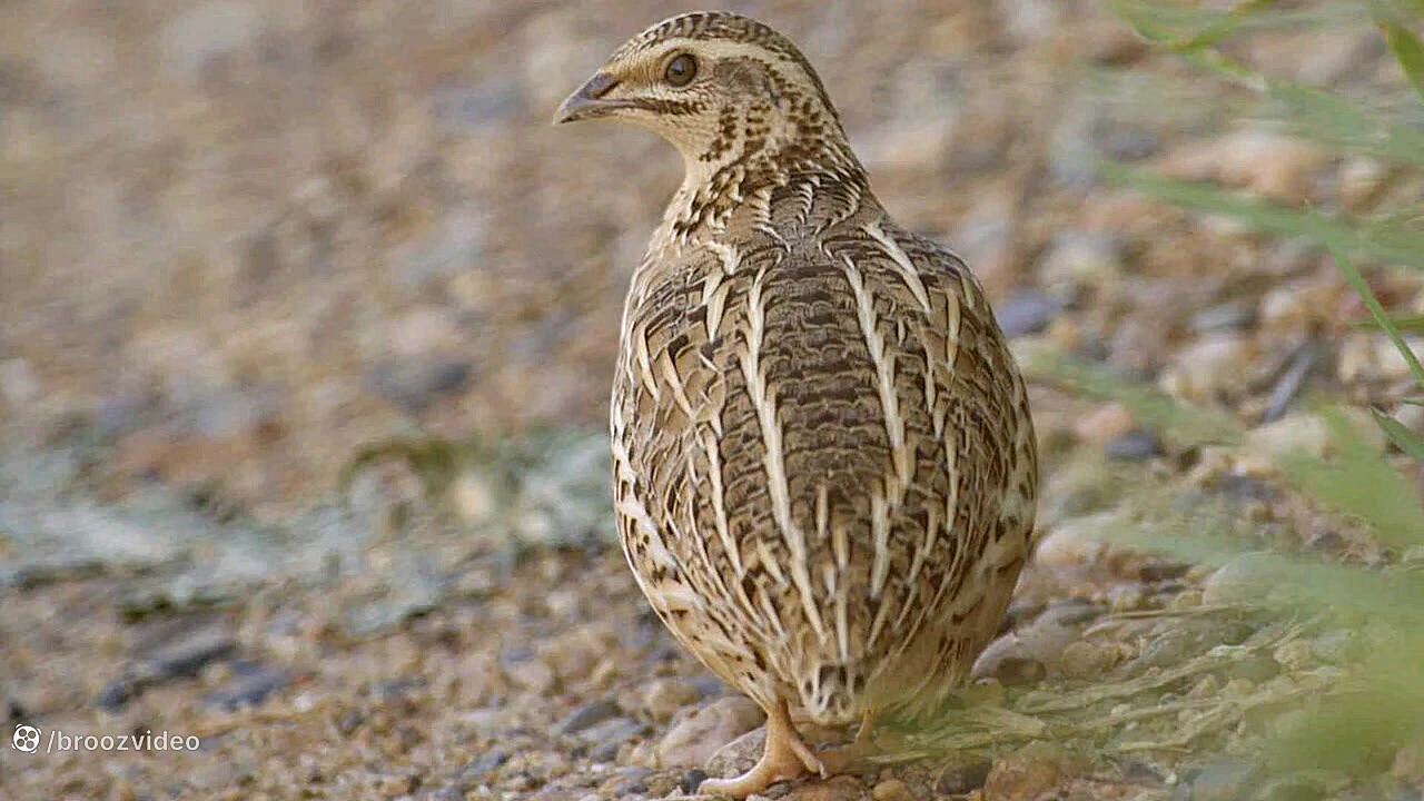 The sound of a Common quail - صدای بلدرچین معمولی تنبان گشاد