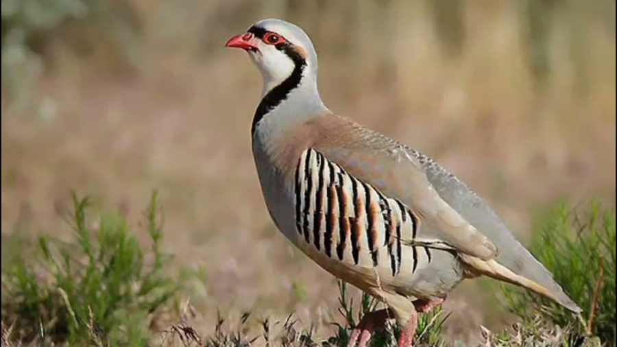 The sound of Partridge - صدای کبک ویدیوی وایرال